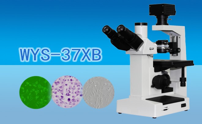三目倒置生物91短视频成人内容APP下载WYS-37XB